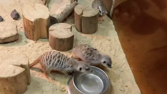 Сурикаты смотреть онлайн