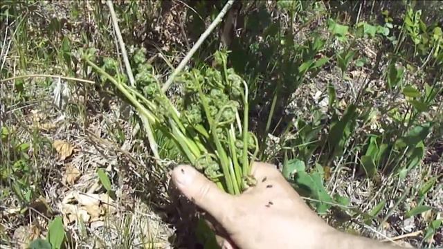 Деликатесы из леса. (часть 2) смотреть онлайн