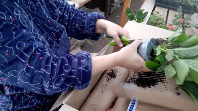 распаковка посылки от 6 соток на Урале смотреть онлайн