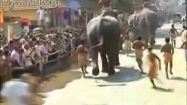 забег слонов смотреть онлайн