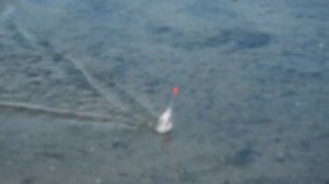 РЫБАЛКА на КЕФАЛЬ (сингиль) В ПРОВОДКУ на бомбарду. Тилигульский лиман Коблево (Одесса) Черное море