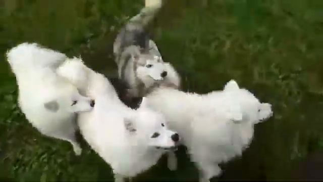 Наша стая. :) смотреть онлайн