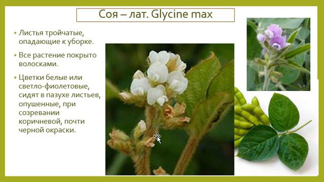 Предмет: Растениеводство смотреть онлайн