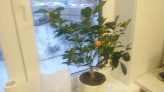 фрукты на подоконнике смотреть онлайн