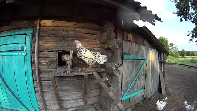 Как живут в деревне // Коровы // Телята // Козлята // Поросята // Семья Лях смотреть онлайн