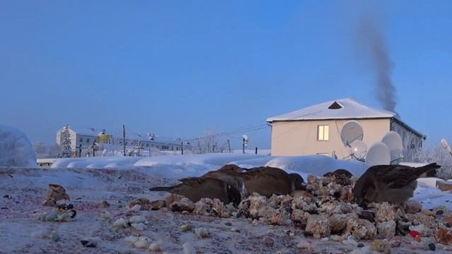 Вороны якутии и рыжий воробей. смотреть онлайн