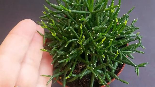 RHIPSALIS Cereuscula - Njega i održavanje смотреть онлайн