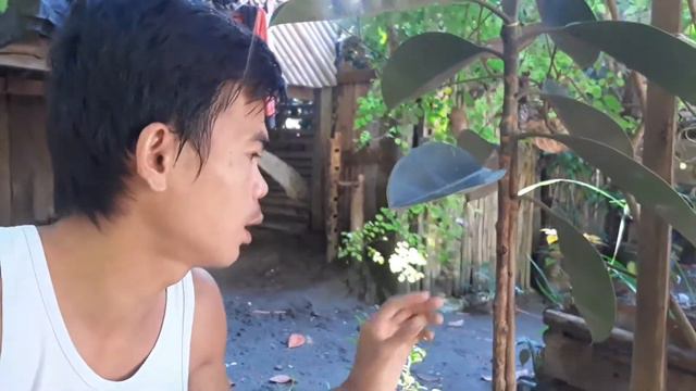 How To propagate rubber plant | in just 3months may sanga naba? смотреть онлайн