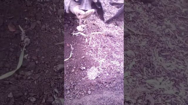 Сажаем пальмы клещевина смотреть онлайн