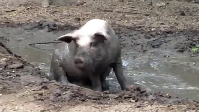 Домашние животные для детей. Как говорят животные смотреть онлайн