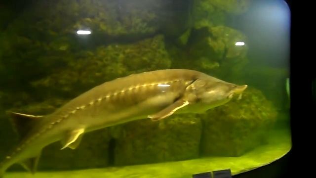 калуга и осетр царская рыба смотреть онлайн