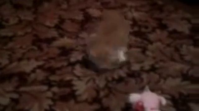 Мой котенок после КИТЕКЕТ.mp4 смотреть онлайн