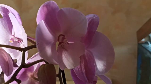 Новая орхидея - красивый розовый биг лип/ Купила новую орхидею в Леруа Мерлен смотреть онлайн