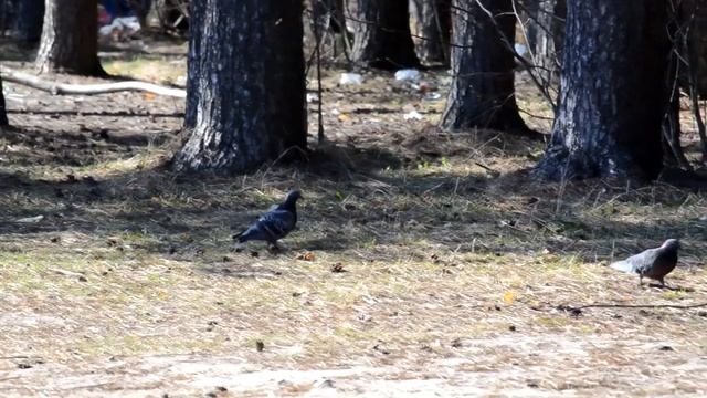 НАШИ СИЗОКРЫЛЫЕ ДРУЗЬЯ смотреть онлайн