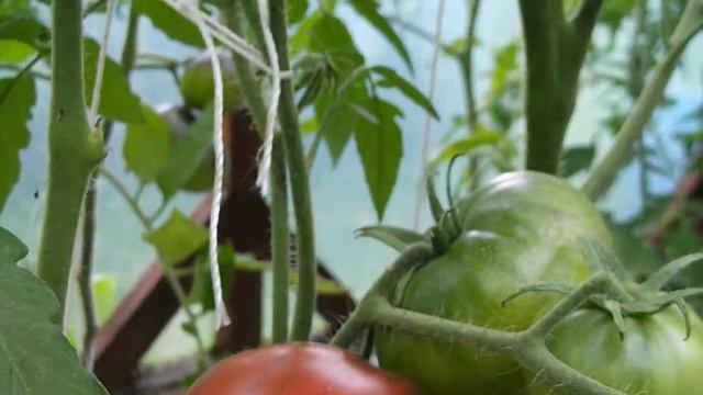 Pomidor Black Elephant