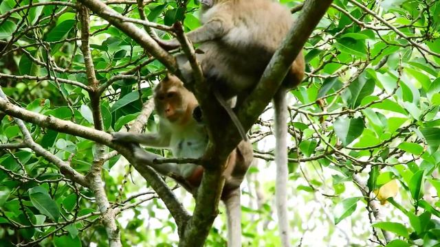 No Idea What Mom Anna Chatting About She React Like Trang While Feeding Her New Baby Ara On Tree смотреть онлайн