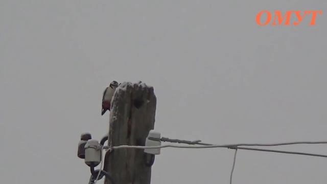 236. МОЗГОКЛЮЙ для врагов... смотреть онлайн