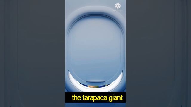 THE TARAPACA GIANT :on google map || i earoplane too land on graund. смотреть онлайн