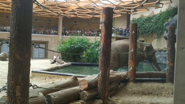 Индийский слон. ZOO ORIENTARIUM Łódź. Купание слонов смотреть онлайн