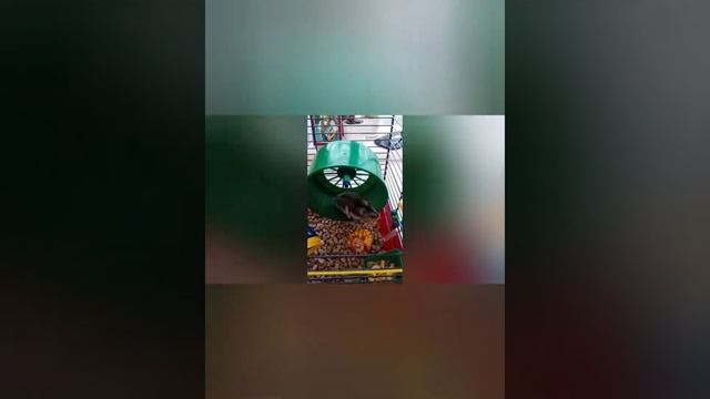 Тайная жизнь домашних джунгариков смотреть онлайн