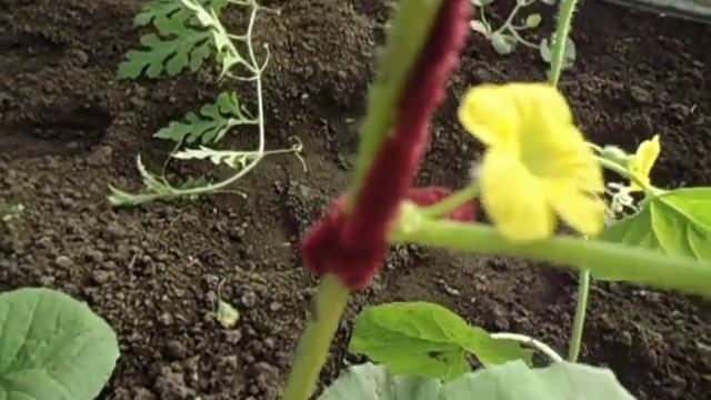 НУЖНО ЛИ ОПЫЛЯТЬ ДЫНИ В ТЕПЛИЦЕ? Видео Ольги Черновой 1 июля смотреть онлайн