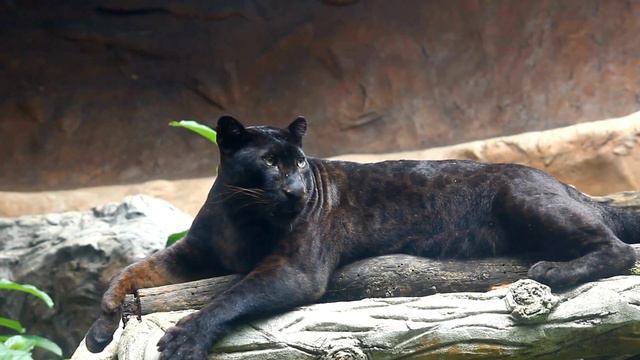 Black panther 8K UHD 2023 - Most dangerous animal | Modern world encyclopedia | Wildlife Black cat смотреть онлайн