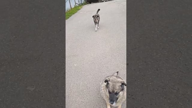 Круглосуточный ресепшен бдит за всеми ?#shortvideo #собака #youtube #youtubeshorts смотреть онлайн