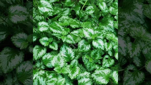 Зеленчук смотреть онлайн