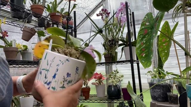 Coffee & Orchid Chat. Summer Blooming versus Winter Blooming Phalaenopsis Hybrids. Which I Prefer? смотреть онлайн