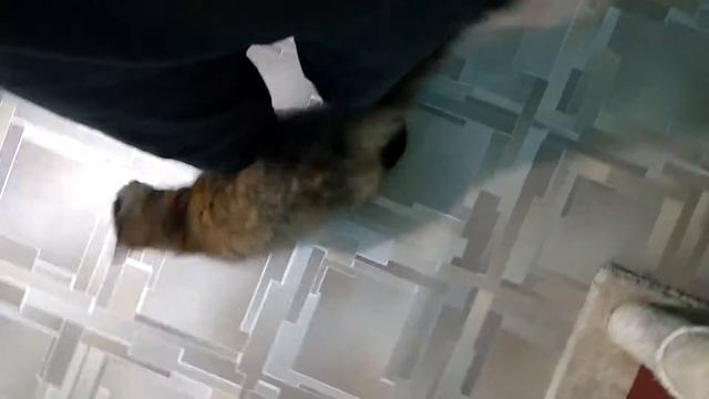 Тильда - самая ласковая кошка смотреть онлайн