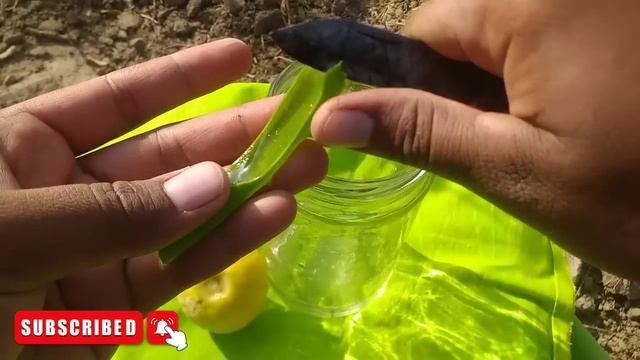 Grow lemons from lemons fruit | The easiest procedure in the world | 100% success | смотреть онлайн