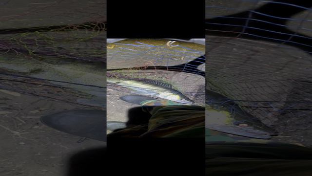 Трофейный судак