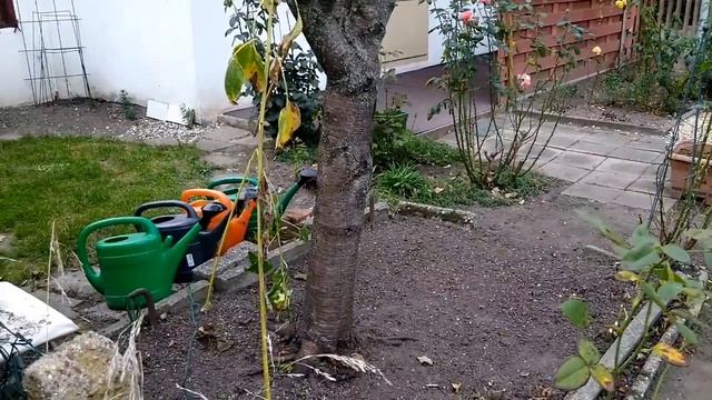 Дачи в Германии || Обзор Schrebergarten || Garten Ladys смотреть онлайн