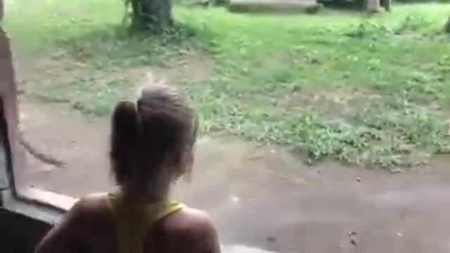 Белый тигр альбинос в зоопарке на Бали смотреть онлайн