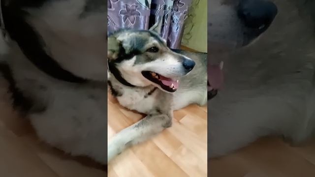 я с сосвоей собакой