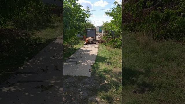 с. Ольгино, Херсонская область смотреть онлайн