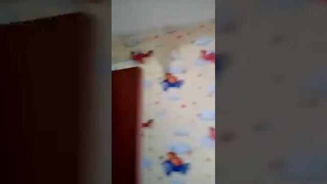 Как жить в таких условиях? так делают ремонт крыши в г. п. Освея, Верхнедвинский р-н смотреть онлайн