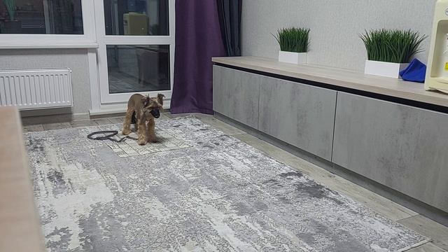 Арчи. Пройден второй уровень команды стоять-5 минут (выдержка). смотреть онлайн