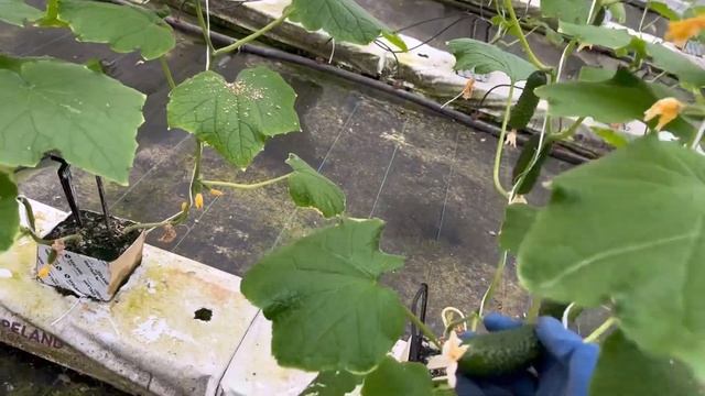 Сборы огурца 02.03.23г. Сколько можно собрать огурца с 6 соток. Огурец Бьерн. смотреть онлайн
