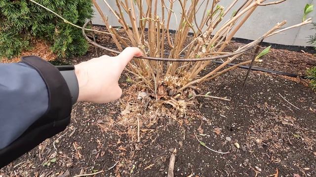 I've Never Seen This So Early in the Garden | The Southerner's Northern Garden смотреть онлайн