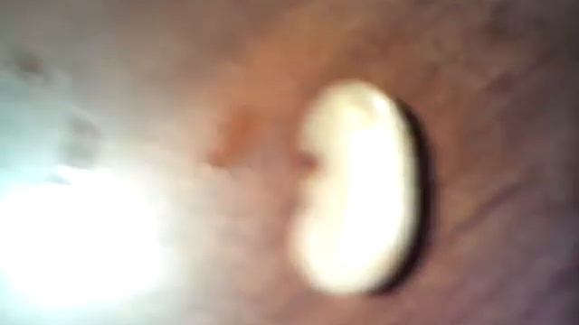 ЛАБОРАТОРНАЯ РАБОТА.ФАСОЛЬ