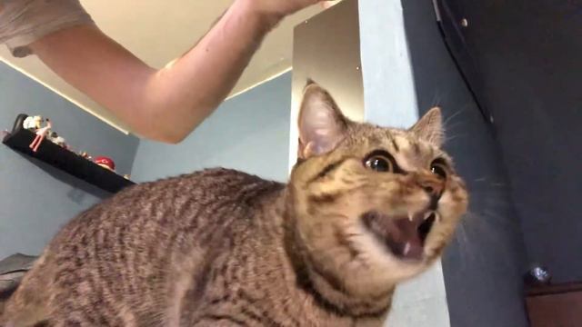 Кошка стрекочет смотреть онлайн