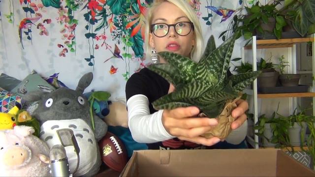 THIS CACTUS IS MASSIVE! | Unboxing Surprise Plant Mail | Collaboration w/ Firefly in the Room Part смотреть онлайн