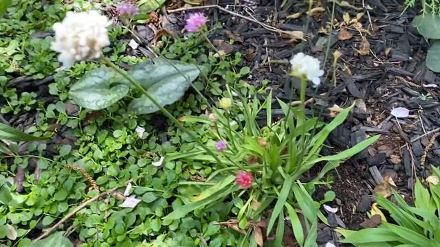 Plant review, Armeria, sea thrift смотреть онлайн