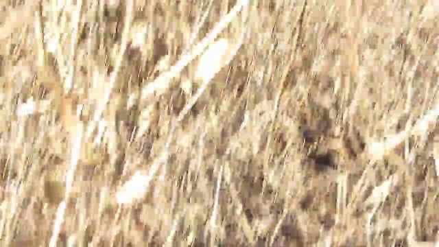 Борисоглебск "тыква" Эхиноцистис смотреть онлайн