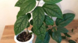 КЛЕРОДЕНДРУМ  ТОМСОНА. Уход в домашних условиях. Обрезка цветка. Размножение