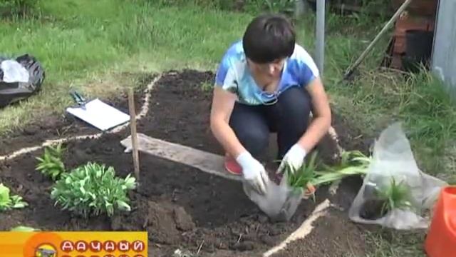 Дачный мир. Эфир передачи от 11 мая 2016г. смотреть онлайн