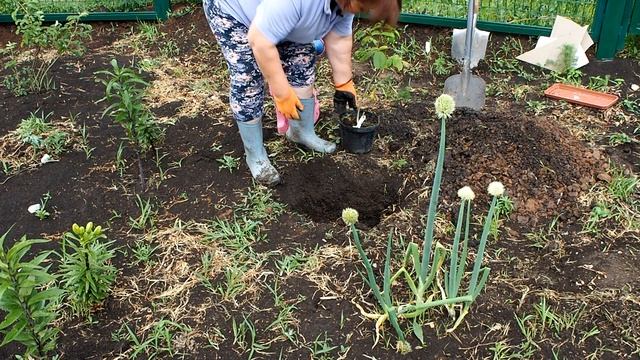 Как посадить и вырастить маньчжурский орех на Южном Урале - #1 смотреть онлайн
