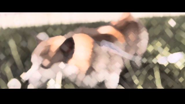 КЛИП НА 1,5К💣ПАПАРАЦИИ-Happy Korgi🔥 (Official Music Video) смотреть онлайн