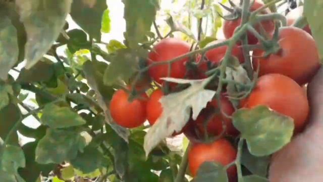 ТОМАТЫ "СПРУТ F1" смотреть онлайн